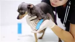 ##IMAGE##