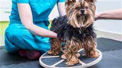 curso terapias fisicas introduccion terapias holisticas pequenos animales