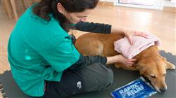 diplomado online terapias fisicas introduccion terapias holisticas pequenos animales