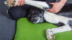curso online rehabilitacion medicina deportiva perro