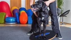 curso rehabilitacion medicina deportiva perro
