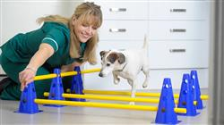diplomado rehabilitacion medicina deportiva perro