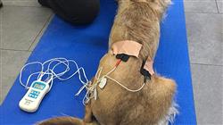 formacion rehabilitacion medicina deportiva perro