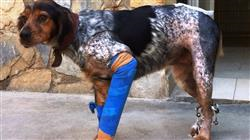 diplomado online traumatologia ortopedia rehabilitacion pequenos animales
