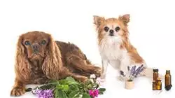 ##IMAGE##