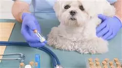 ##IMAGE##