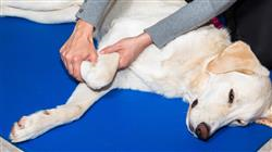 diplomado online terapias naturales aplicadas veterinaria