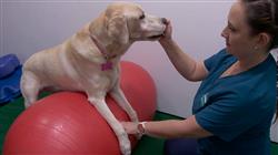 curso online diseno plan rehabilitacion pequenos animales