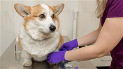 diplomado online diseno plan rehabilitacion pequenos animales