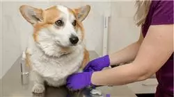 ##IMAGE##