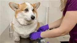 ##IMAGE##