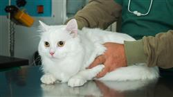 curso online rehabilitacion felina hidroterapia