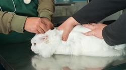 curso rehabilitacion felina hidroterapia