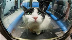 diplomado online rehabilitacion felina hidroterapia