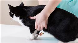 diplomado rehabilitacion felina hidroterapia