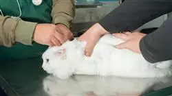 ##IMAGE##