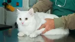 ##IMAGE##