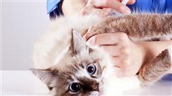 posgrado rehabilitacion felina hidroterapia