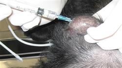 curso anestesia locorregional