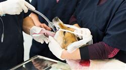 posgrado anestesia locorregional