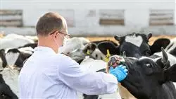 especializacion online responsabilidad civil perito veterinario