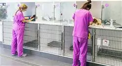 estudiar responsabilidad civil del perito veterinario