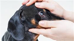 estudiar oftalmologia veterinaria pequenos animales
