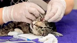 magister oftalmologia veterinaria pequenos animales