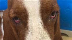 master oftalmologia veterinaria pequenos animales