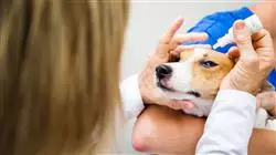 master online oftalmologia veterinaria pequenos animales