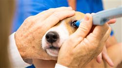 maestria oftalmologia veterinaria pequenos animales