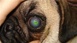 curso enfermedades cirugia cornea pequenos animales