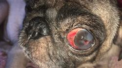 curso online enfermedades cirugia cornea pequenos animales