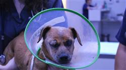 diplomado acreditado enfermedades cirugia cornea pequenos animales