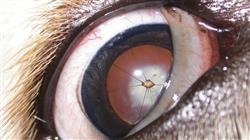diplomado enfermedades cirugia cornea pequenos animales