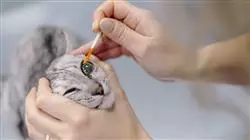 ##IMAGE##
