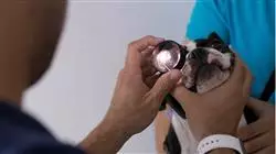 ##IMAGE##