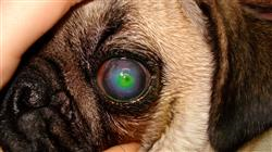 curso enfermedades cirugia uvea retina pequenos animales