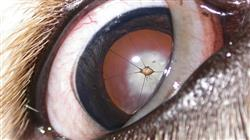 diplomado enfermedades cirugia uvea retina pequenos animales