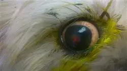 ##IMAGE##