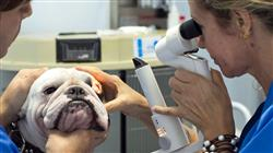 curso online exploracion oftalmologica pruebas complementarias pequenos animales