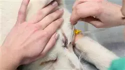 ##IMAGE##