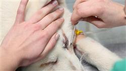 especializacion online cirugia parpados conjuntiva pequenos animales
