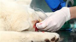experto cirugia parpados conjuntiva pequenos animales