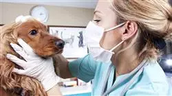 ##IMAGE##