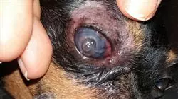 especializacion cirugia cornea cristalino uvea retina pequenos animales