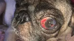 especializacion online cirugia cornea cristalino uvea retina pequenos animales