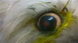 ##IMAGE##