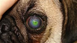 curso enfermedades sistemicas oftamologia veterinaria