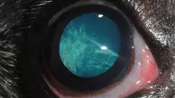 ##IMAGE##
